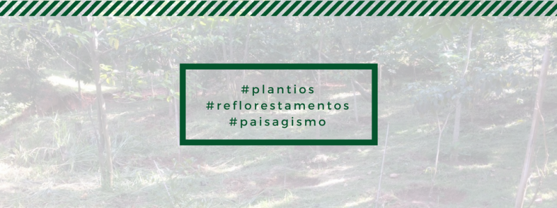Plantios, Reflorestamentos e Paisagismo: saiba como funciona Plantios, Reflorestamentos e Paisagismo: saiba como funciona